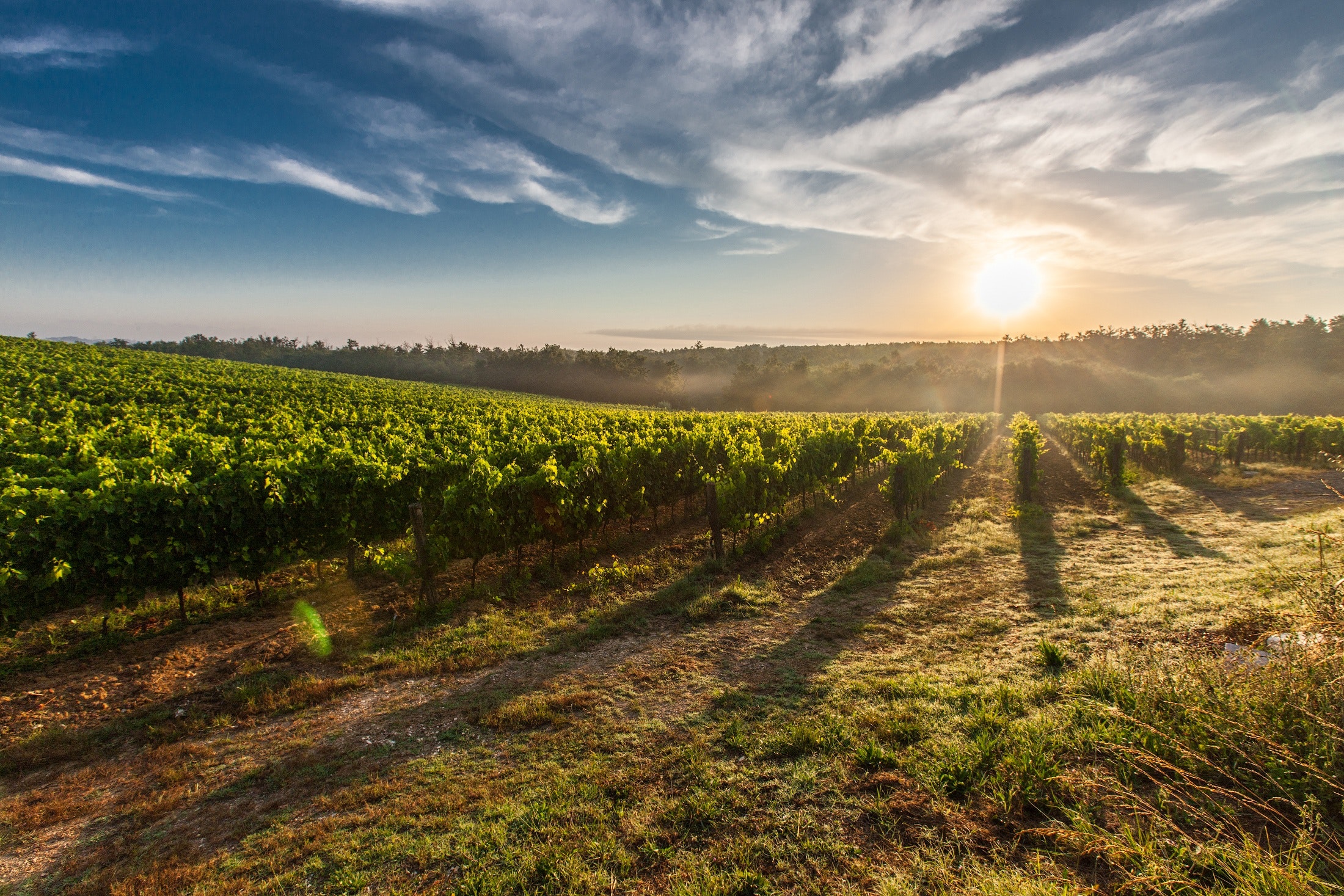 I vigneti toscani