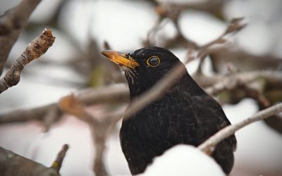 The Blackbird Days. Cold Weather Has Passed, Hopefully